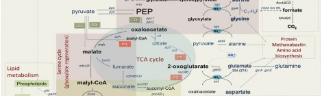 Systems biology
