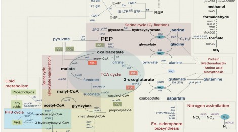 Systems biology