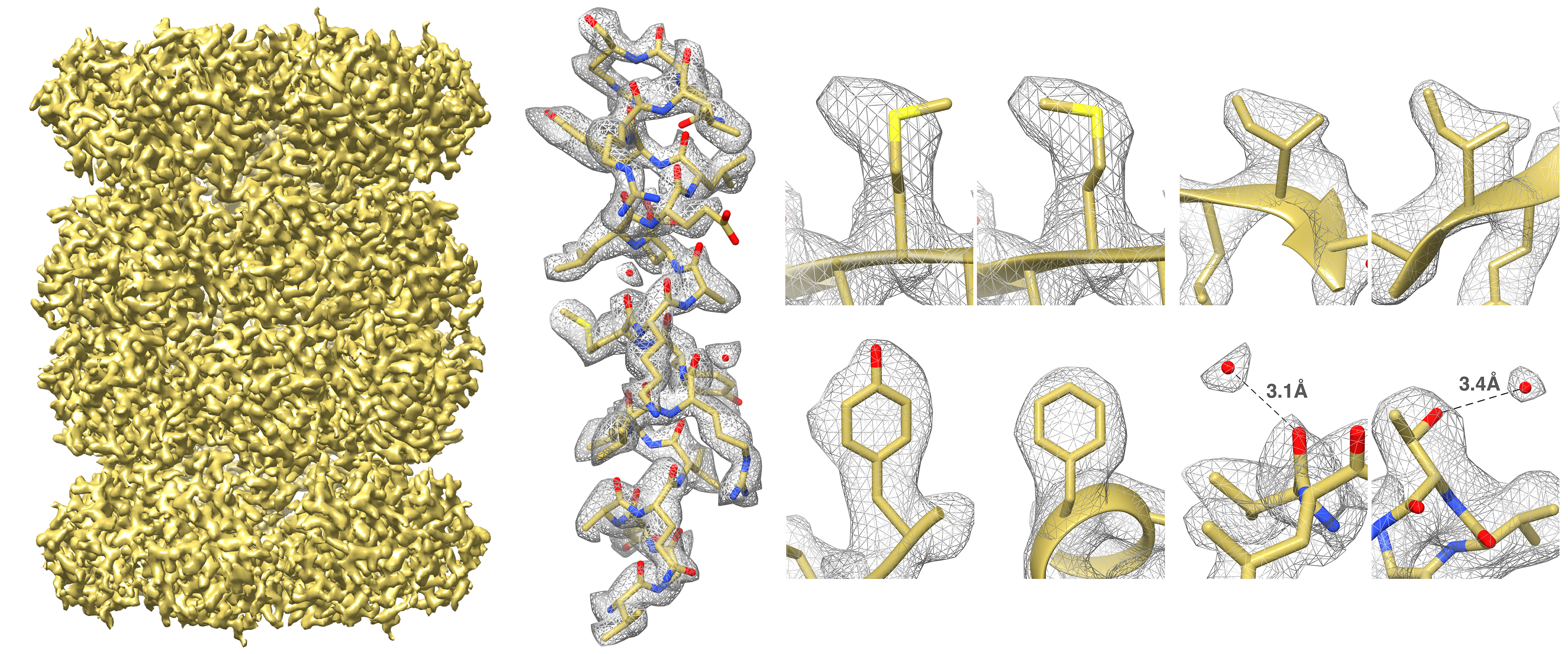Research The Veesler Lab