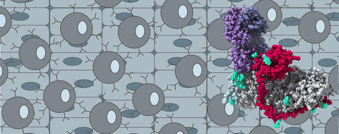 Epstein-Barr virus inhibition Epstein-Barr virus inhibition