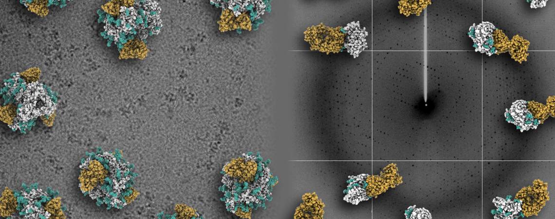 Germline antibody binding to HIV envelope Germline antibody binding to HIV envelope