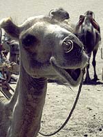 camel14.jpg (15203 bytes)