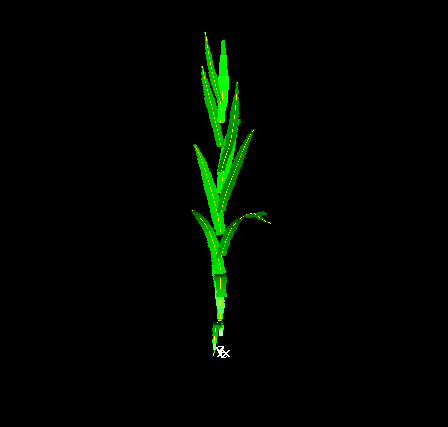 Rotating maize plant 2