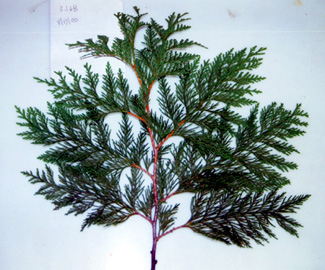 The frond structure of Thuja foliage