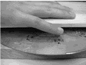duncan-cerebcortex07.gif