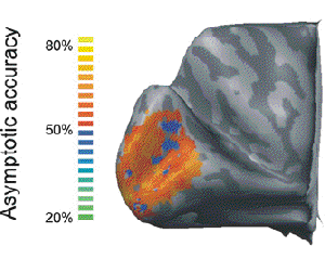 visual neurons