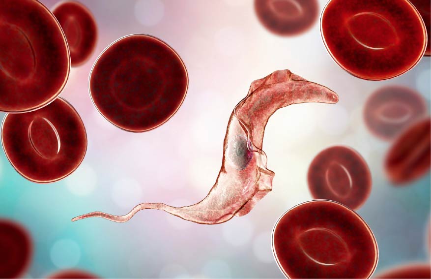 A close-up of blood cells
Description automatically generated