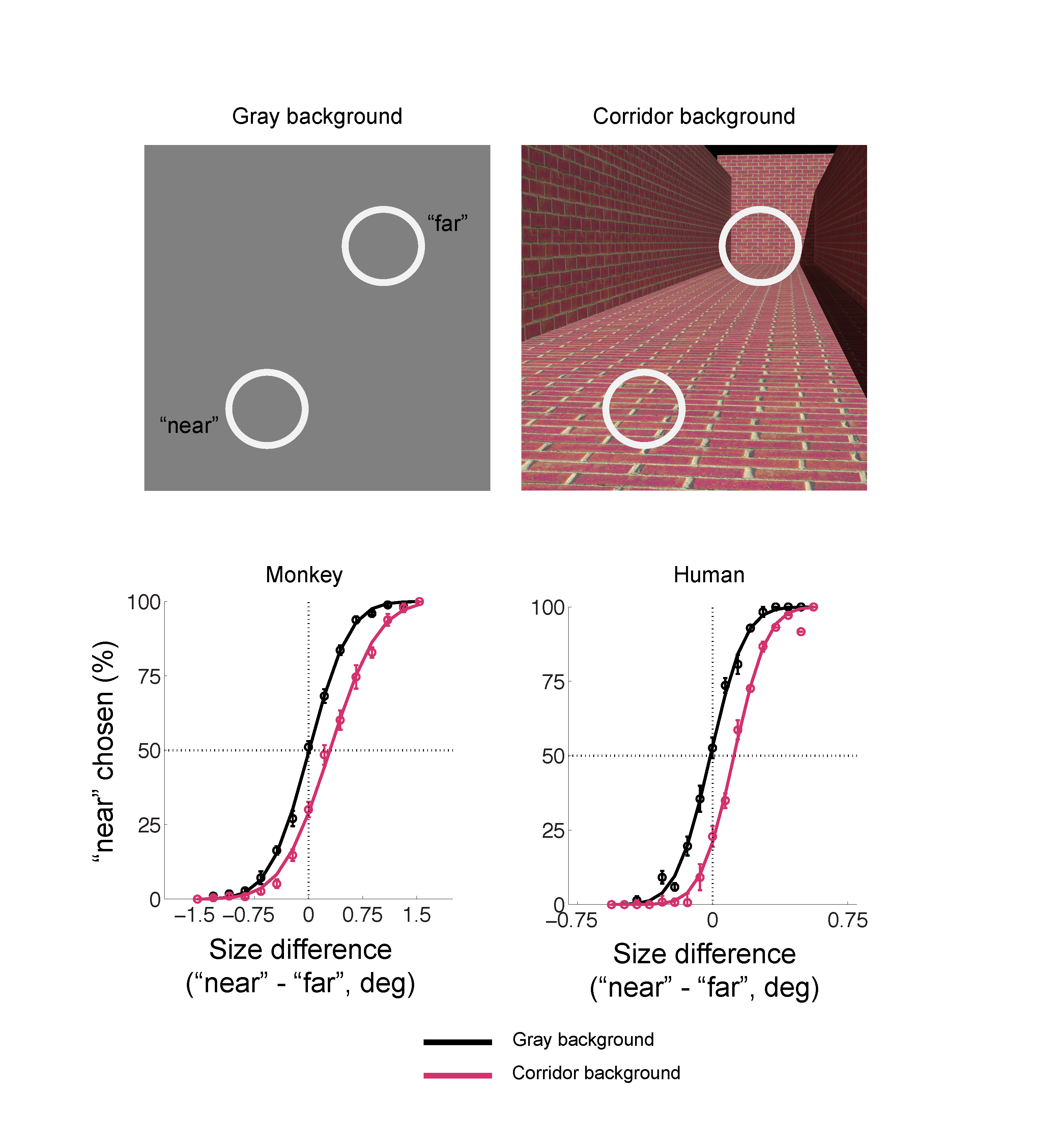 Size Perception Horwitz Lab site
