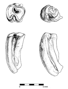 molars