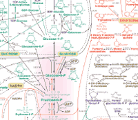Nicholson Metabolic Pathways Chart