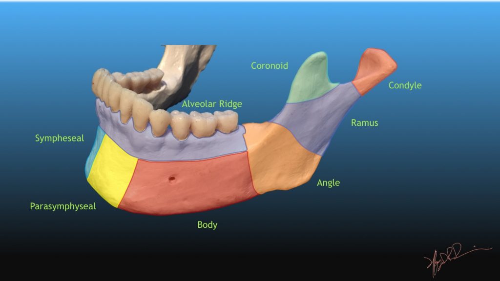 mandibular body