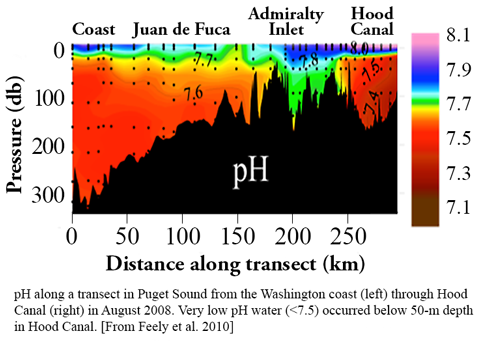 Puget Sound pH study