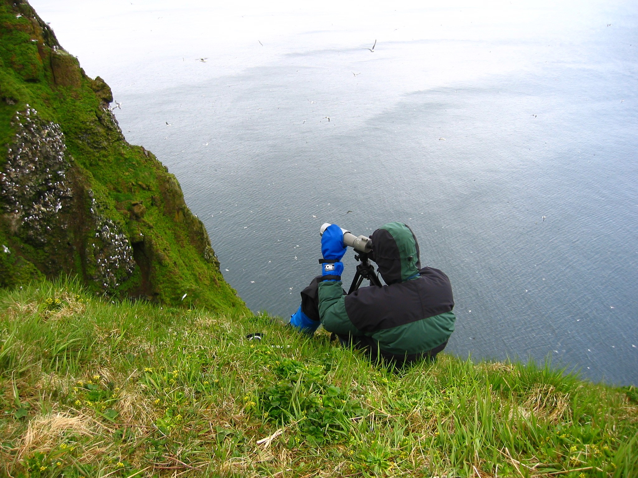 Recounting banded murres in the Pribilof Islands