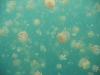 Mastigias Jellyfish, Clear Lake, Palau