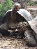 Sparring Tortoises