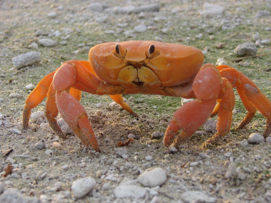 Clipperton Crab