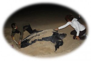 Leatherback measurements with Ronel Nel (left)