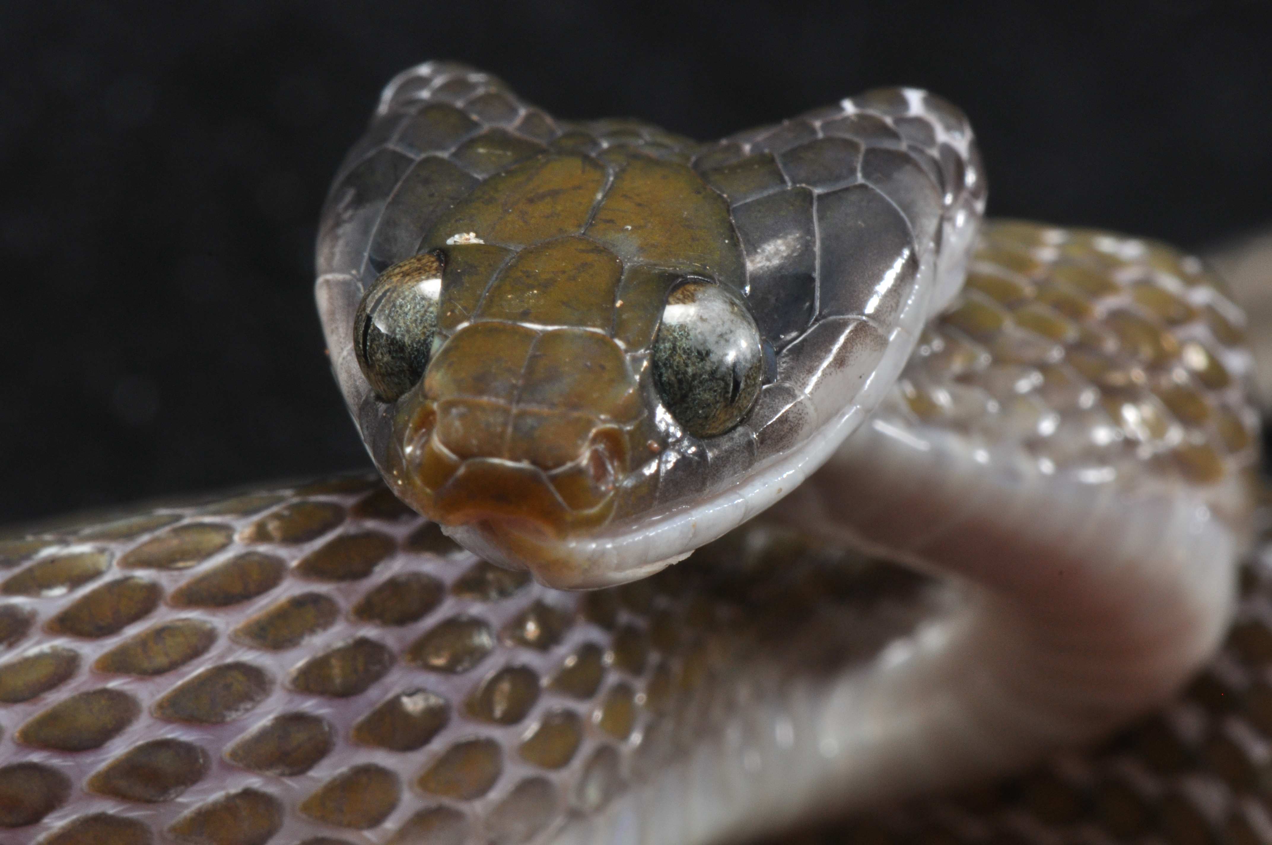 african forest snake