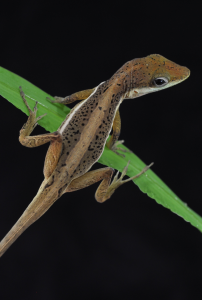 Anolis