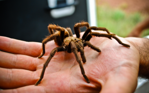tarantula