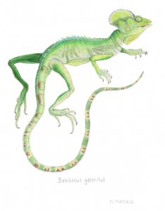 Basiliscus
