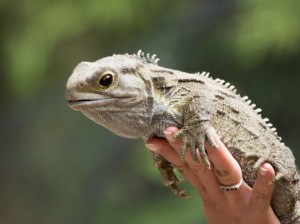 tuatara