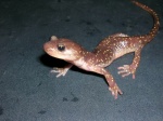 Aneides lugubris