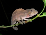 Chameleo