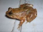 Conraua