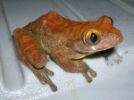 Leptopelis