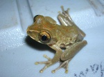 Leptopelis