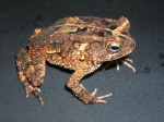 Bufo 