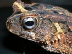 Bufo