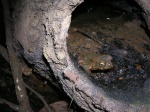 Bufo