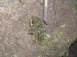 Petropedetes parkeri