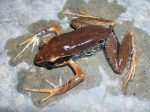 Cardioglossa melanogaster