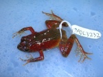 Phrynobatrachus steindachneri