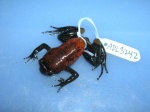 Leptodactylodon bicolor
