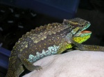 Chameleo wiedersheimi