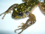 Petropedetes