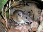 Praomys tullbergi
