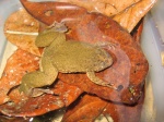 Silurana tropicalis