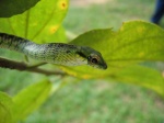 Rhamnophis aethiopisa