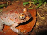 Astylosternus occidentalis