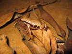 Cardioglossa leucomystax