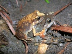 Arthroleptis poecilonotus