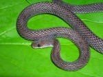 Gonionotophis