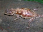 Agama agama 