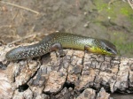 Lygosoma brevicauda