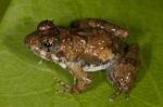 Phrynobatrachus calcaratus